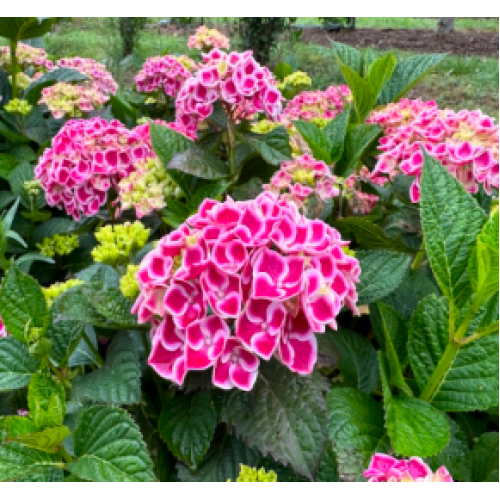 Hydrangea Saturn Bi-Color Flowering 1 Plants Mophead macrophylla Shrubs Hydrangea Saturn Bi-Color Flowering 1 Plants Mophead macrophylla Shrubs